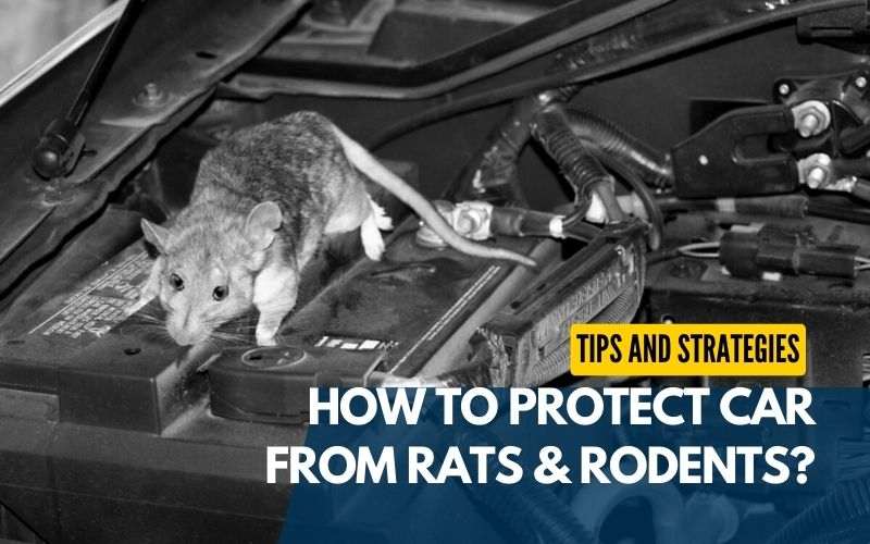 How to Protect Car From Rats